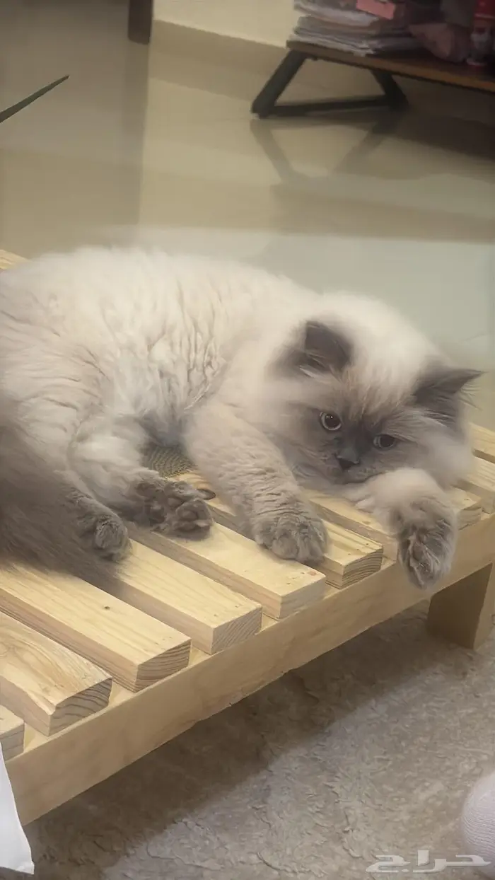 قط هملايا بيور للتبني 2