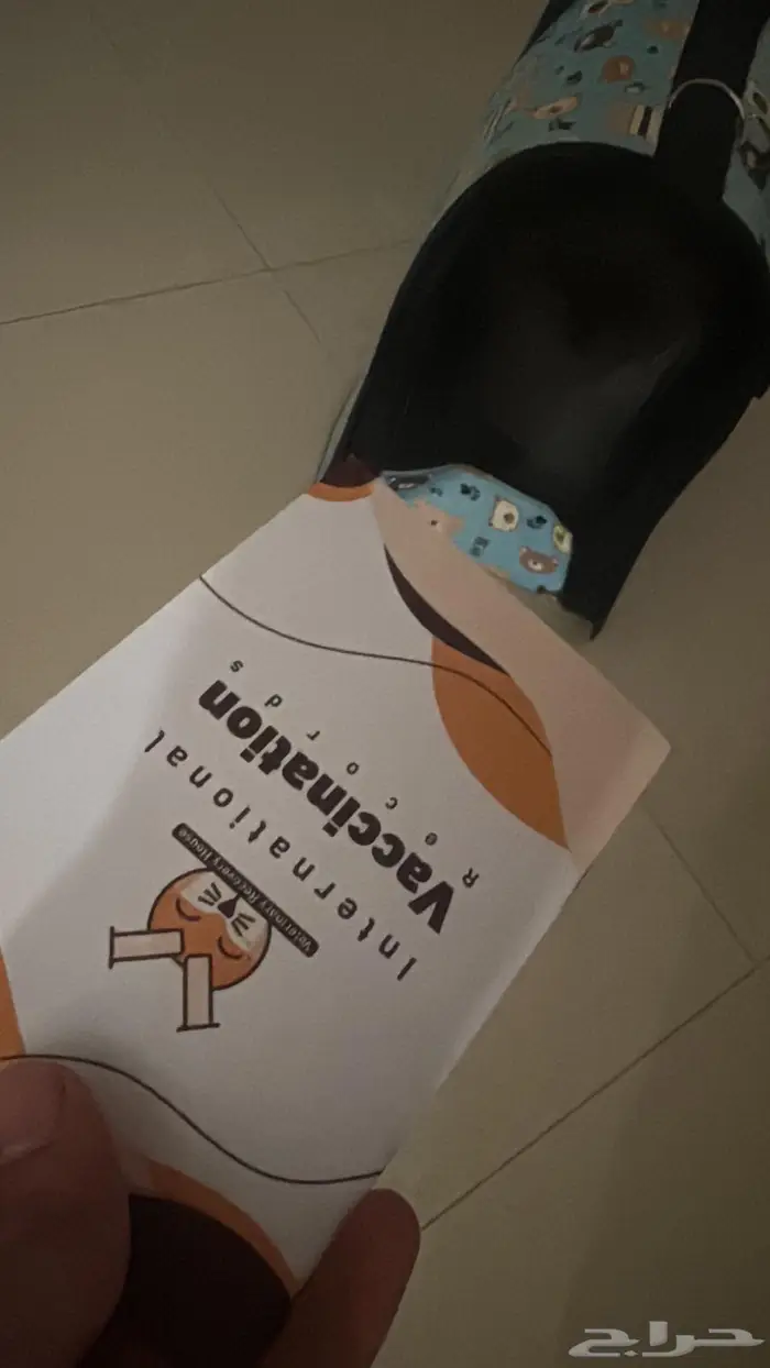 قط هملايا بيور للتبني 1