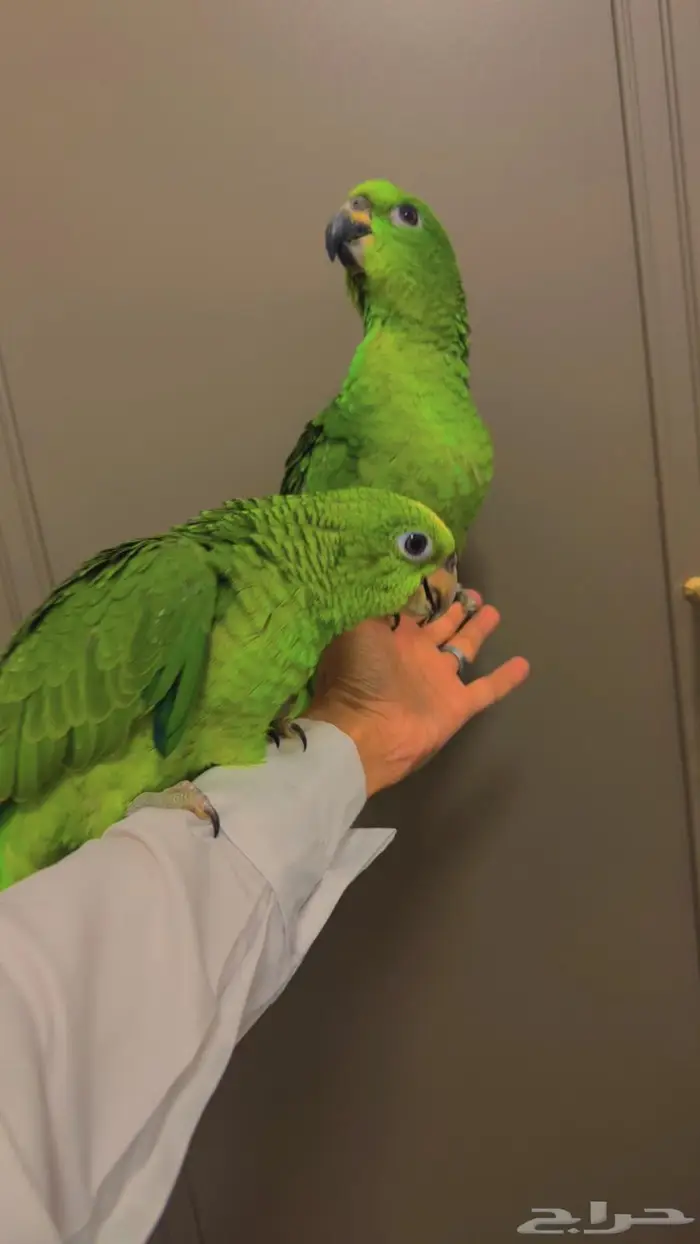 فروخ امزوني يلو كراون غر محجله تم البيع 3