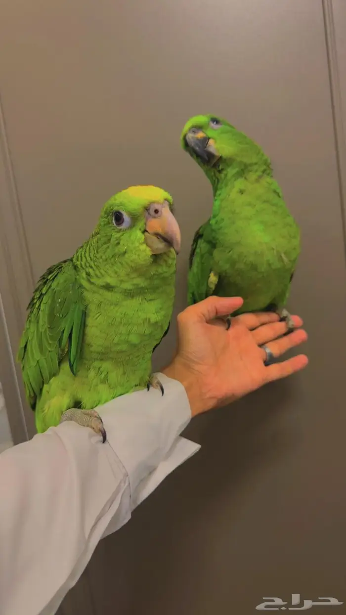 فروخ امزوني يلو كراون غر محجله تم البيع 4