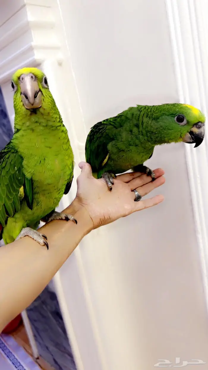 فروخ امزوني يلو كراون غر محجله تم البيع 0