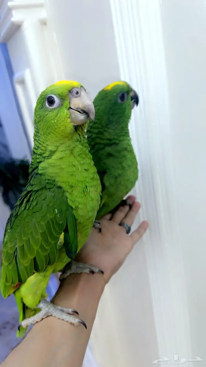 فروخ امزوني يلو كراون غر محجله تم البيع 2