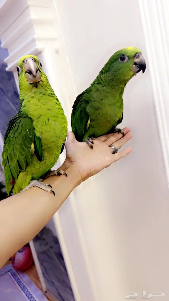 فروخ امزوني يلو كراون غر محجله تم البيع 1