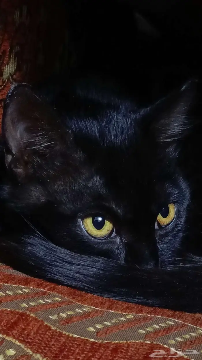 قطه بلدي انقاذ للتبني 0