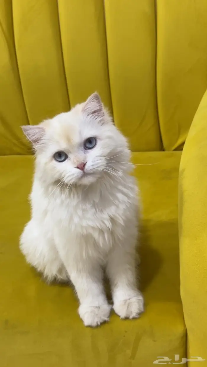 تبني لمده شهرين لشخص له خبره 0