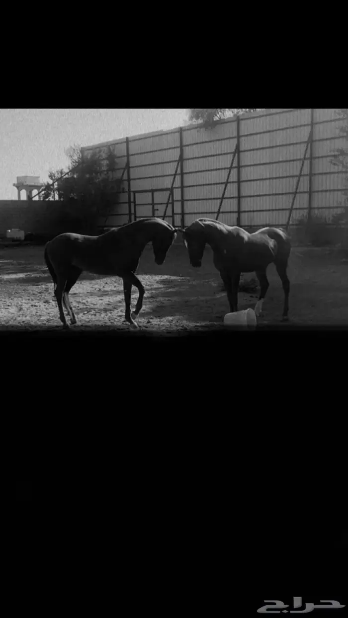 حصان ومهر للبيع 0