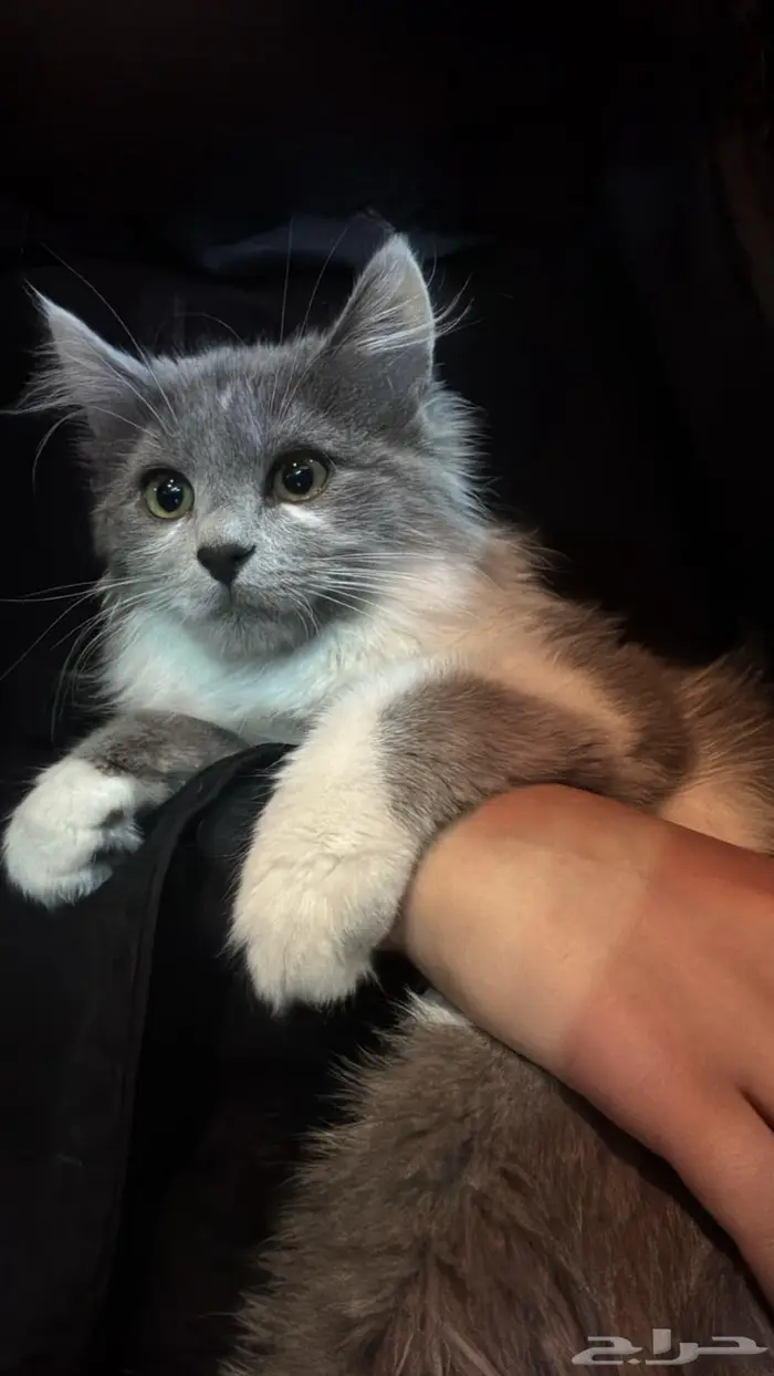 قطه شيرازي للبيع لعوبه جدا  ولطيفه 0