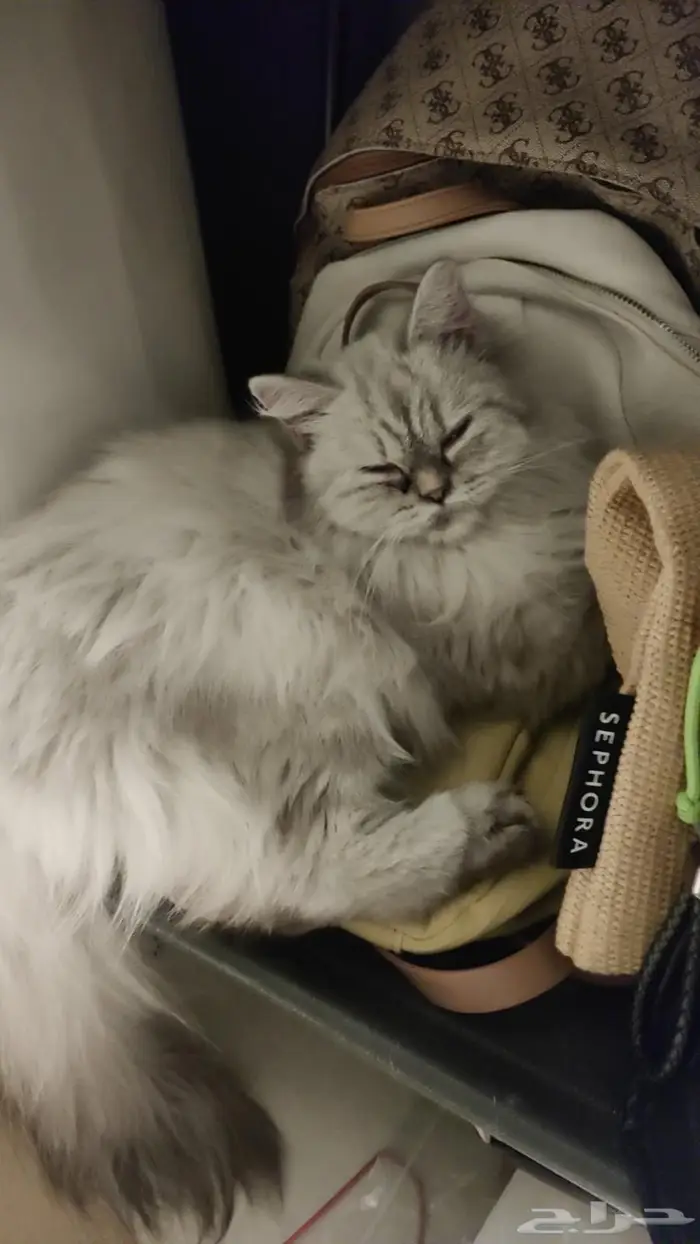 قطه للتبني 0