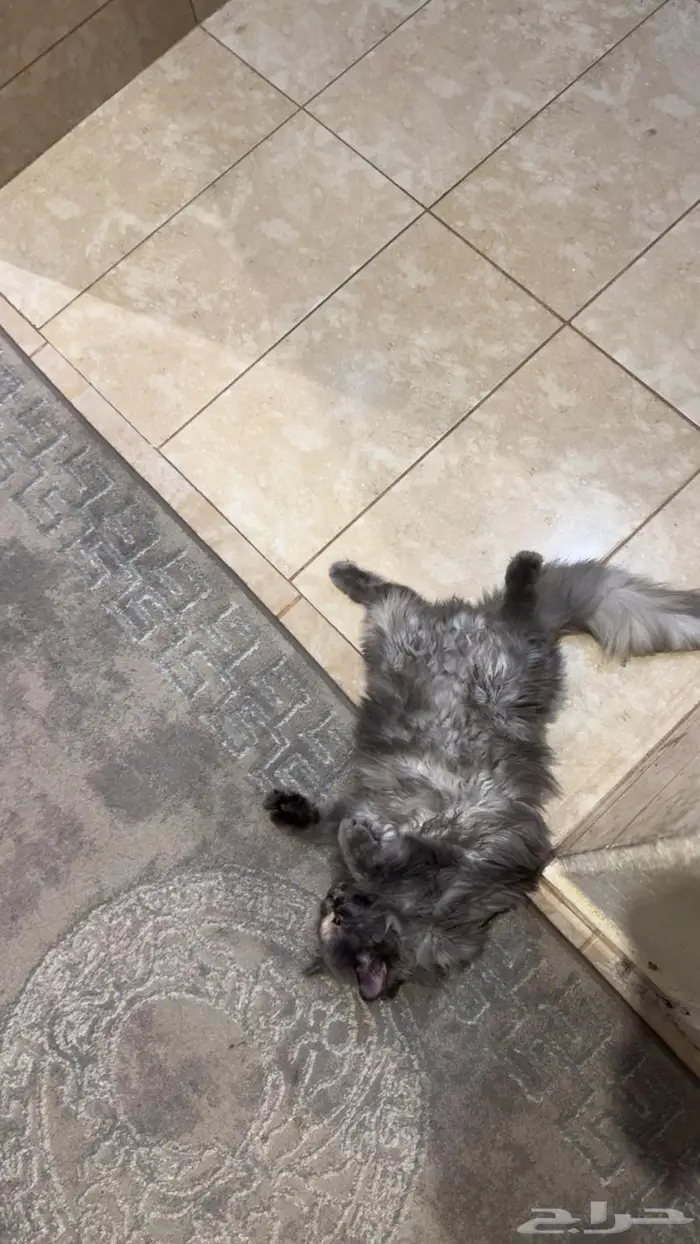 قطة للتبني 1