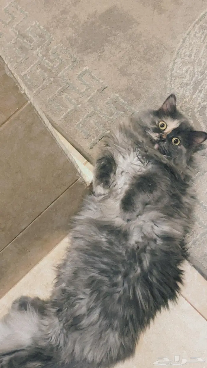 قطة للتبني 0