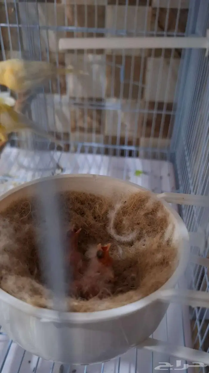 زوج كناري منتج بفروخه 0