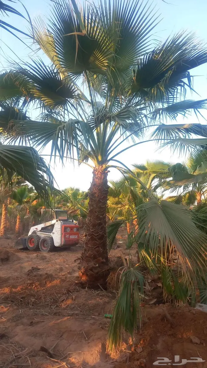 نخل واشنطني للبيع 2