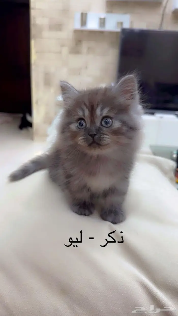 قطط شيرازي 0