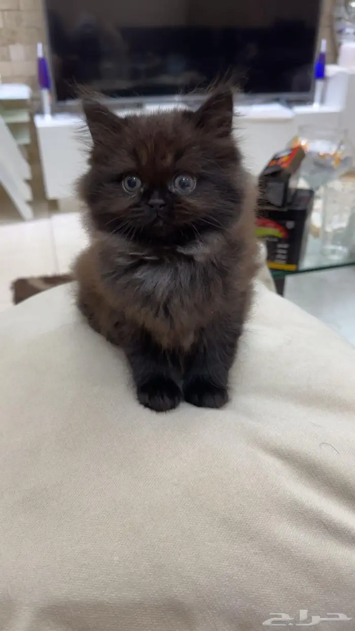 قطط شيرازي 7