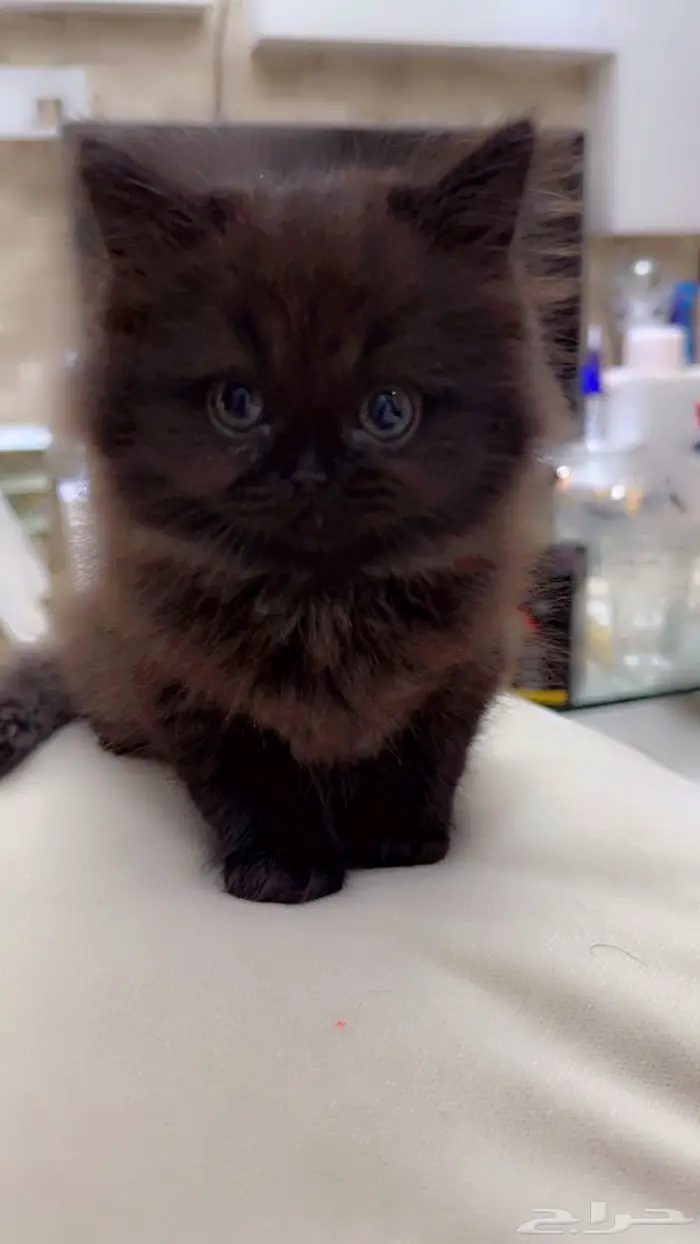 قطط شيرازي 4