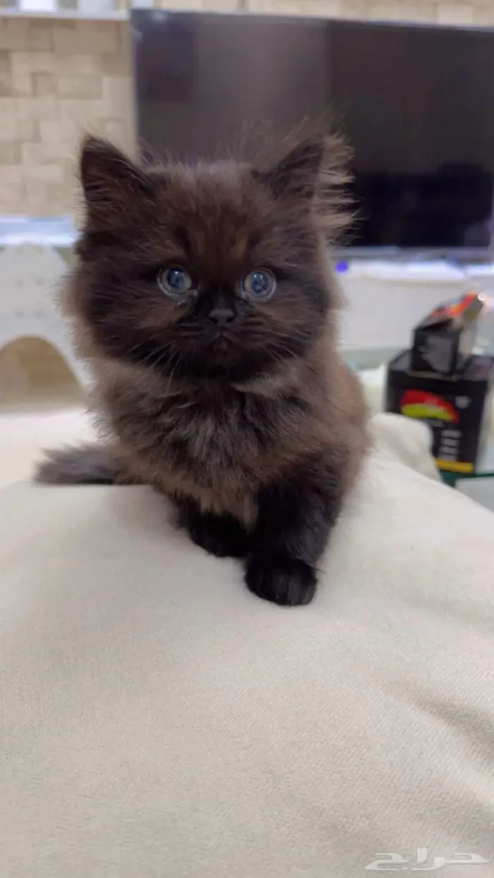 قطط شيرازي 3