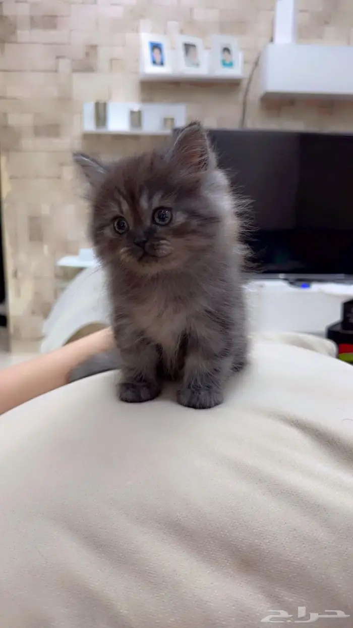 قطط شيرازي 5