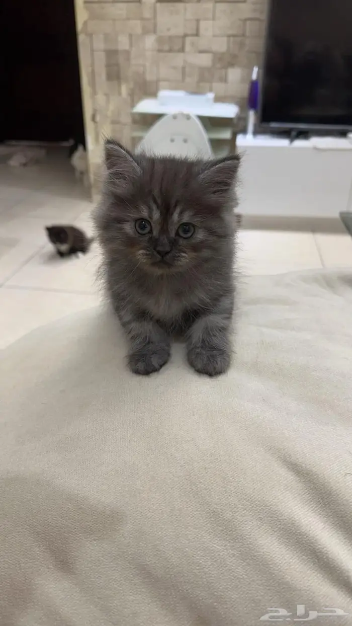 قطط شيرازي 6