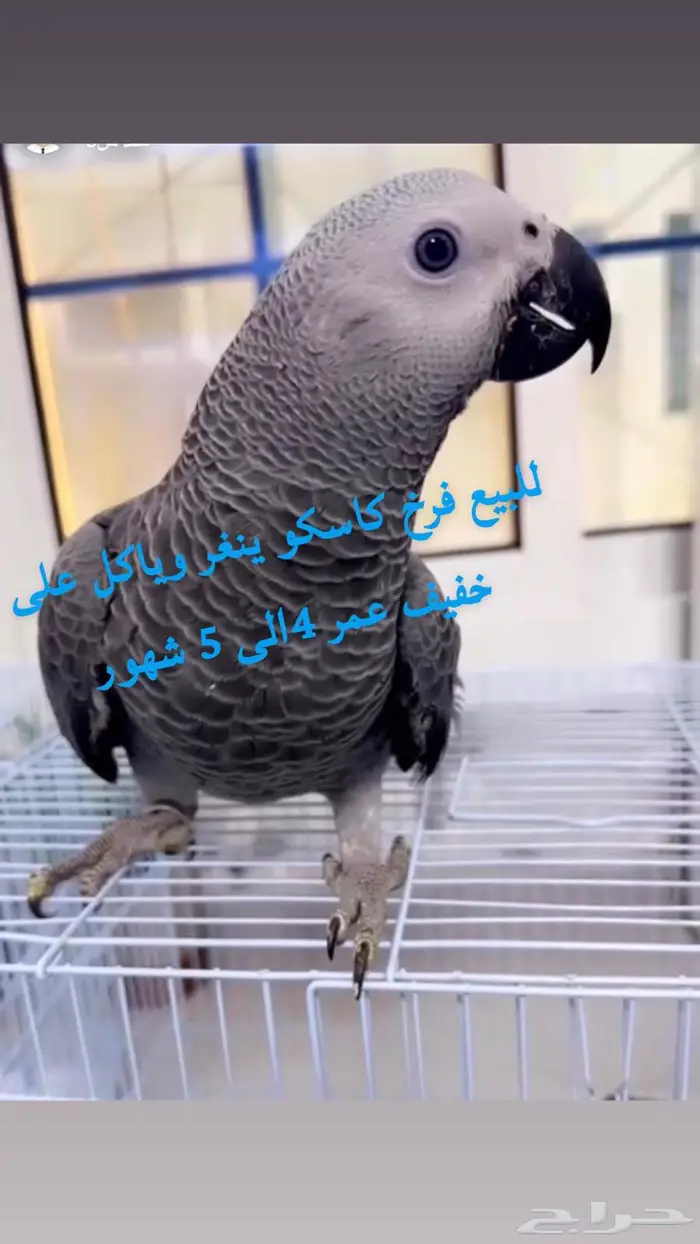 للبيع فرخ كاسكو 0