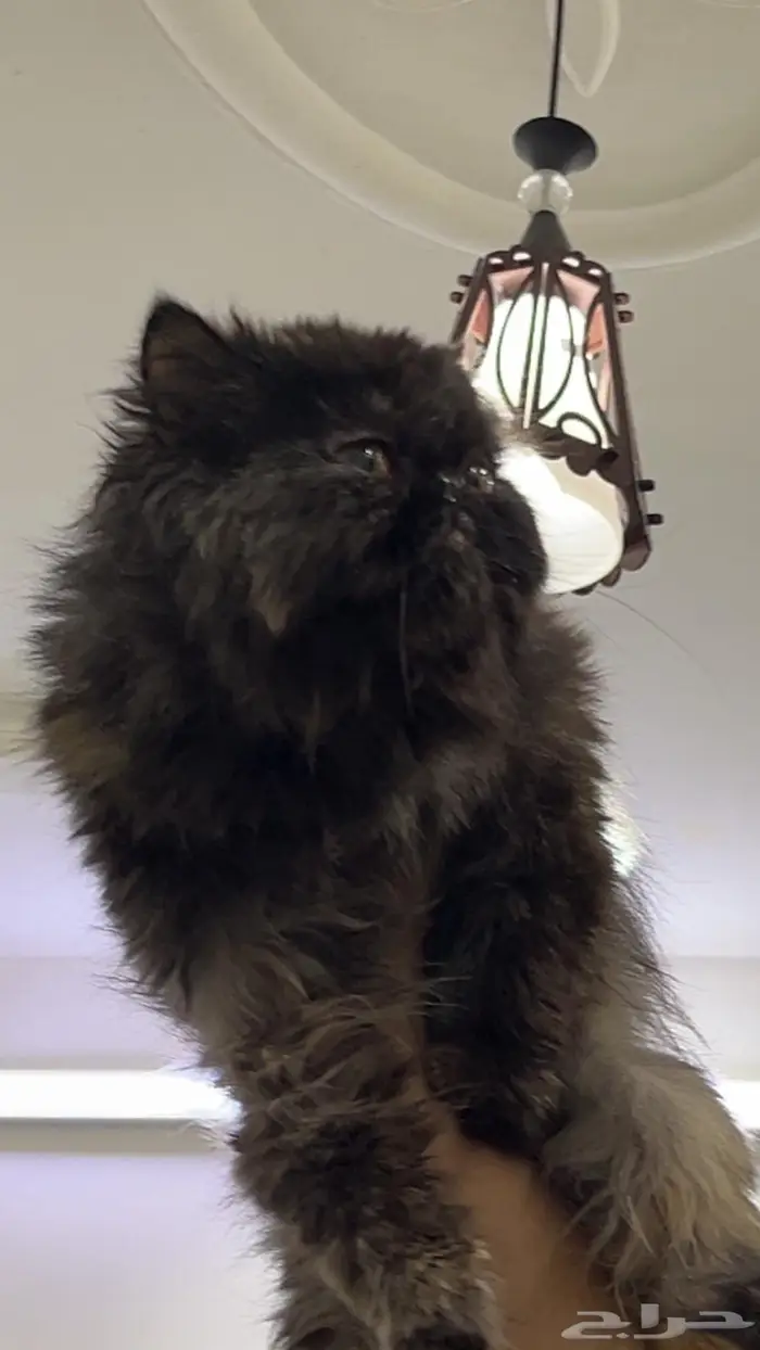 قطط شيرازي انثى وذكر 2