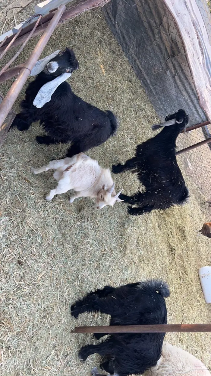 للبيع تيوس فل شحم 0