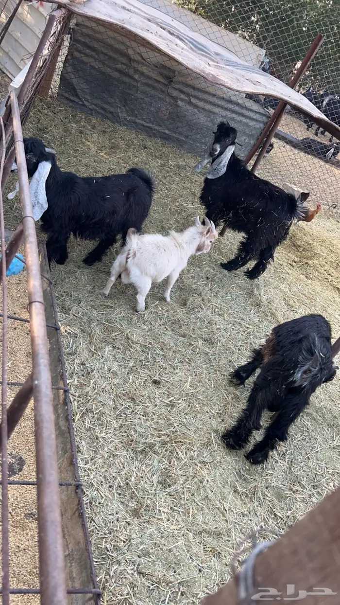 للبيع تيوس فل شحم 1