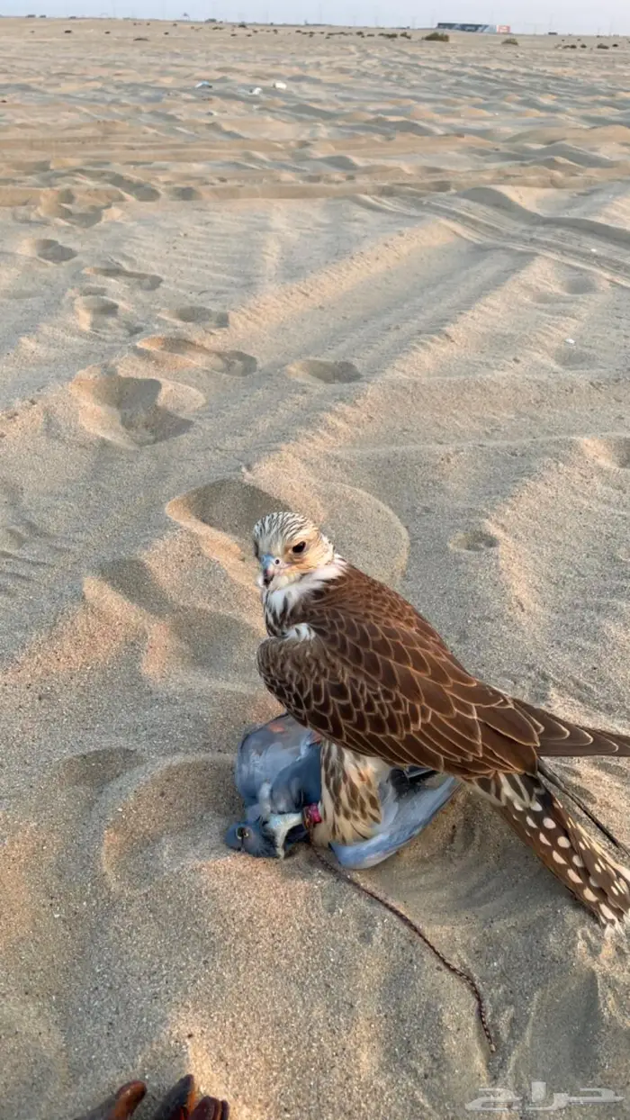 للبيع حر من حر 2