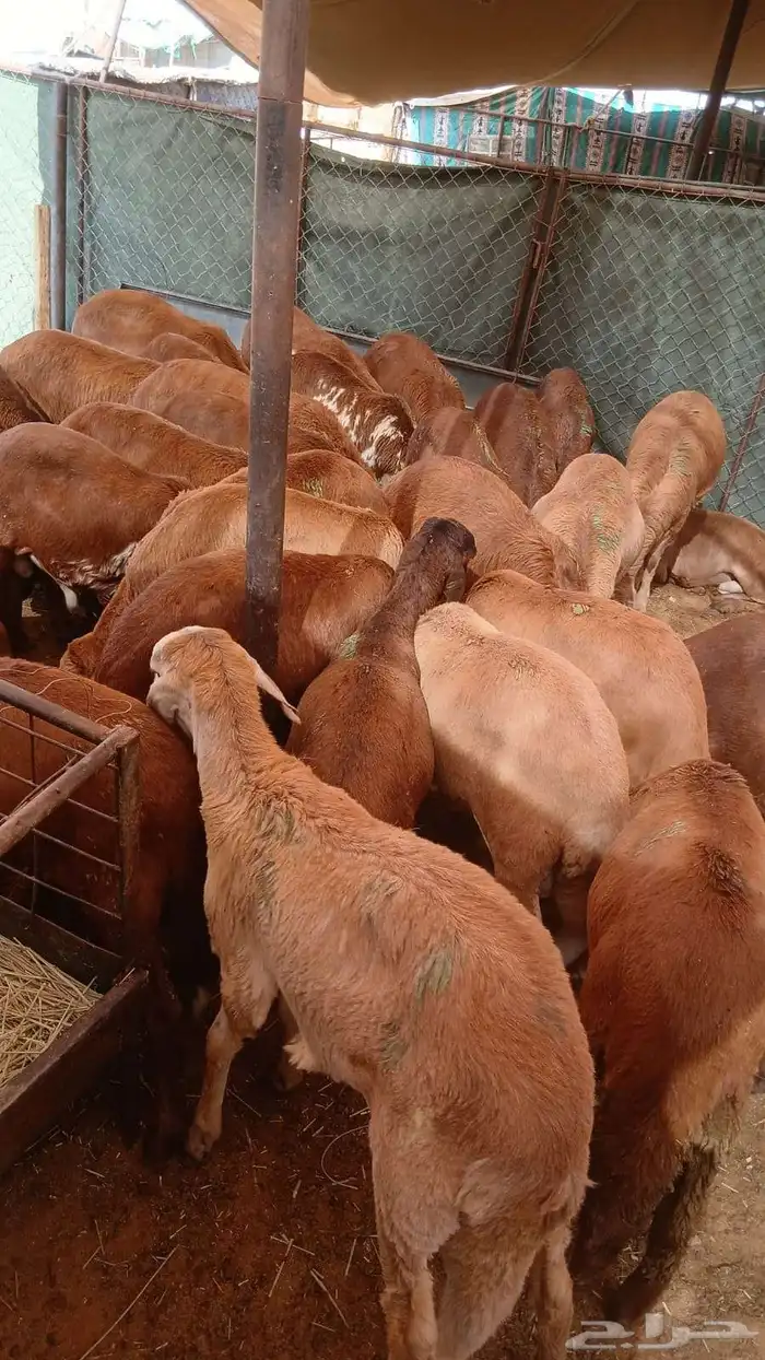 سواكني مرابى 3