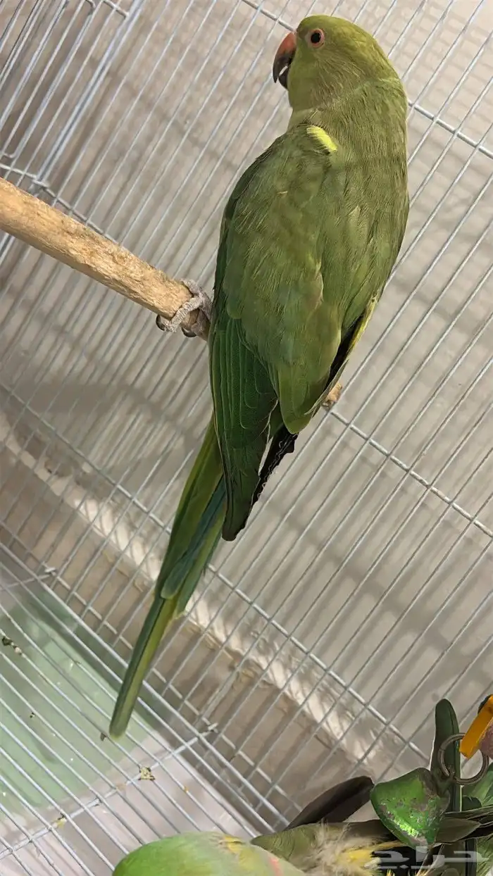 زوج درة البيع صحة ممتازه 100 منتحيين 5