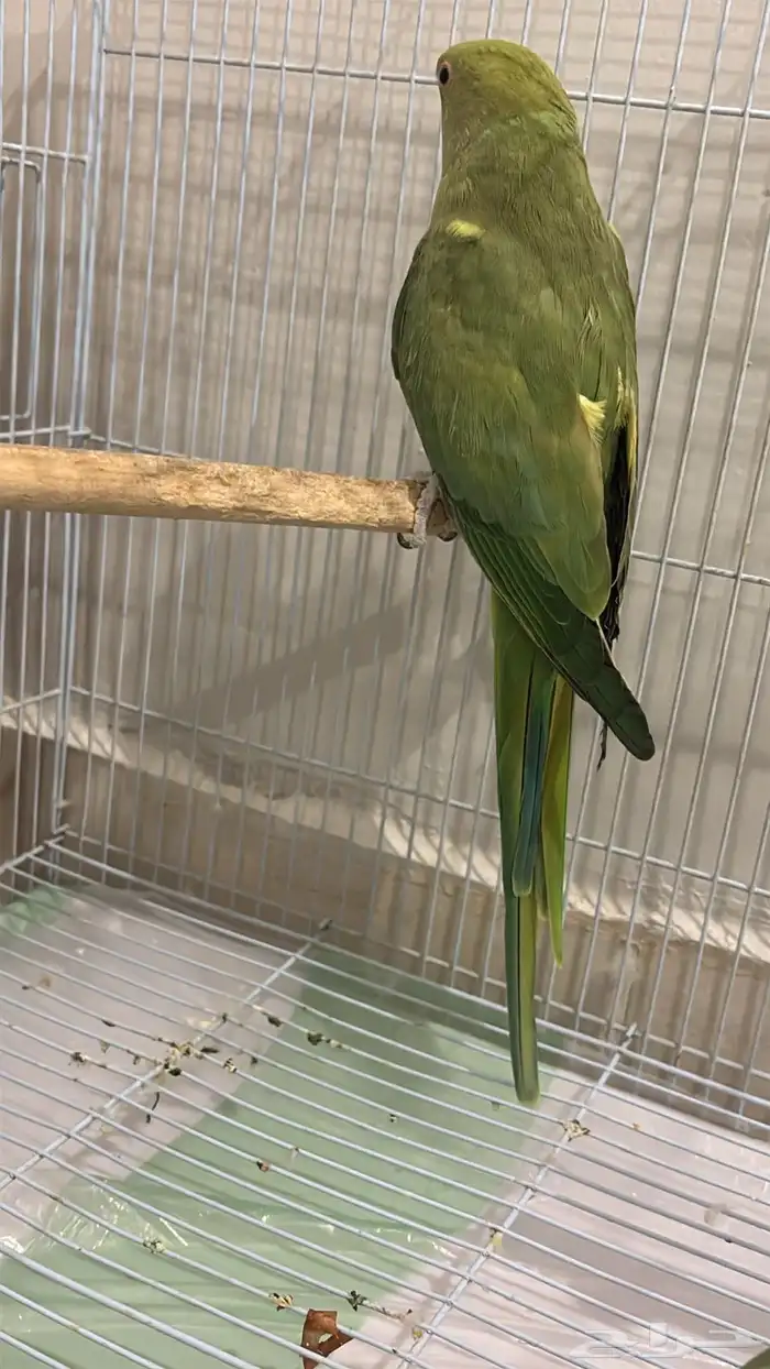 زوج درة البيع صحة ممتازه 100 منتحيين 3