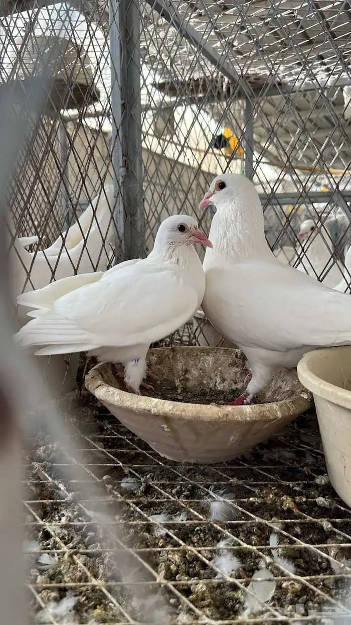 زغاليل حمام فرنسي سوبر جامبو 1