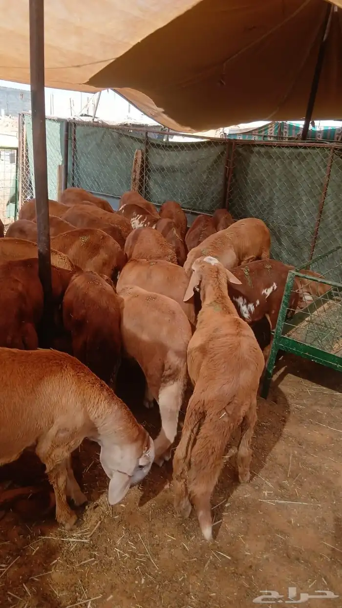 سواكني مرابى 2