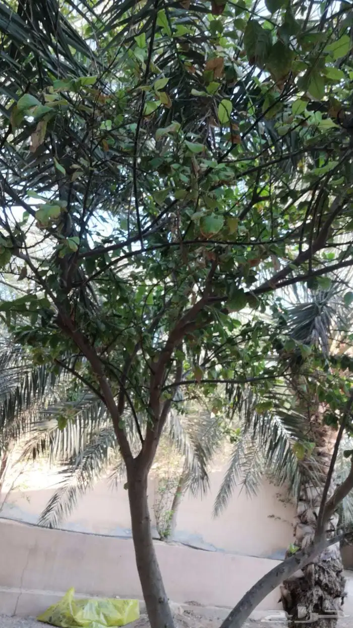 برتقال ابو صره برتقال يوسفي ليمو ابو زهيره ترنج احجام كبير 9