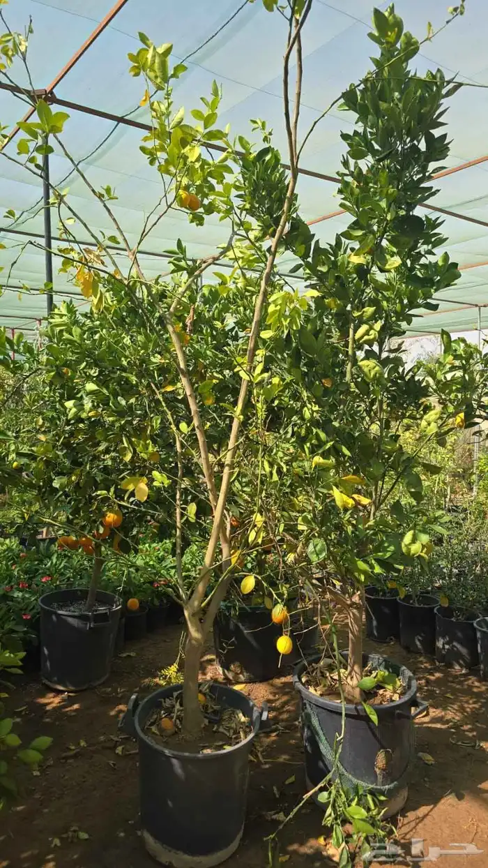 برتقال ابو صره برتقال يوسفي ليمو ابو زهيره ترنج احجام كبير 5