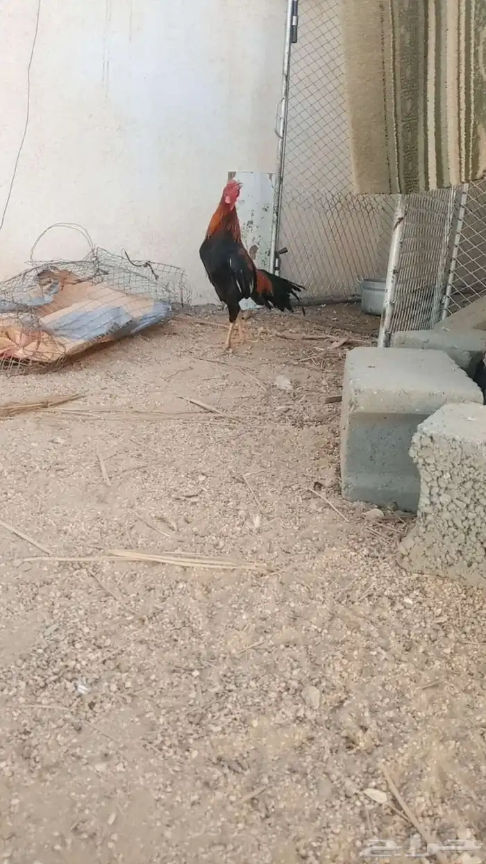 دجاج للبيع 0