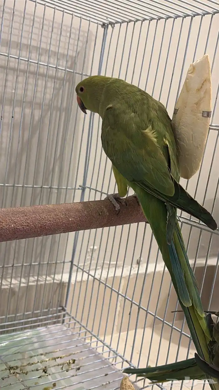 زوج درة البيع صحة ممتازه 100 منتحيين 1