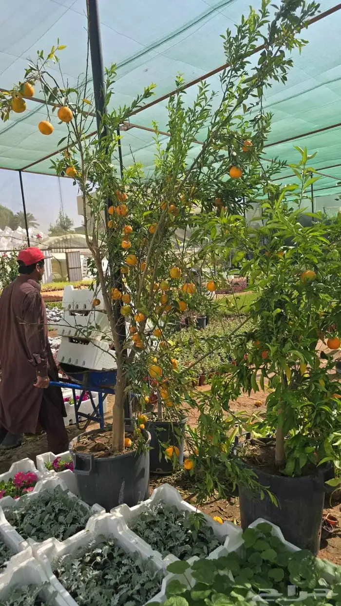 برتقال ابو صره برتقال يوسفي ليمو ابو زهيره ترنج احجام كبير 7