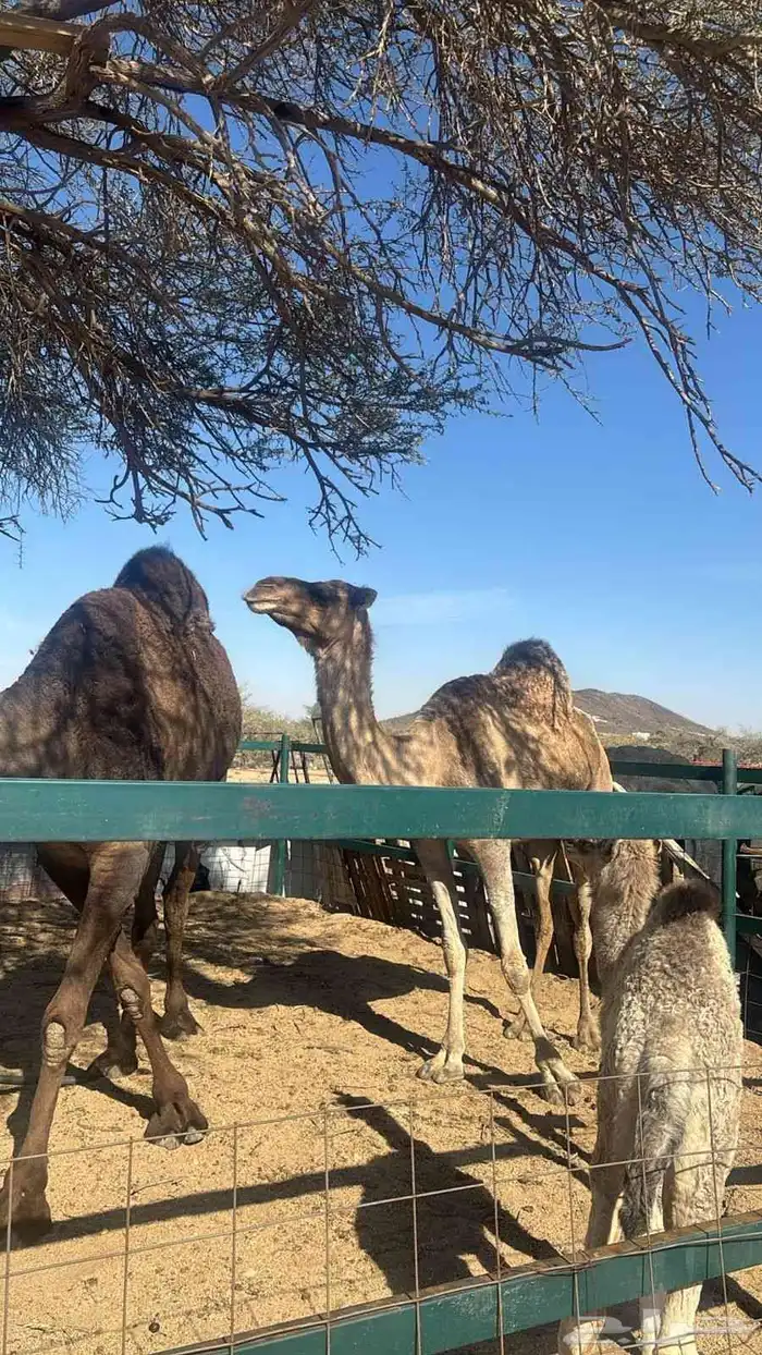 ناقه للبيع 0