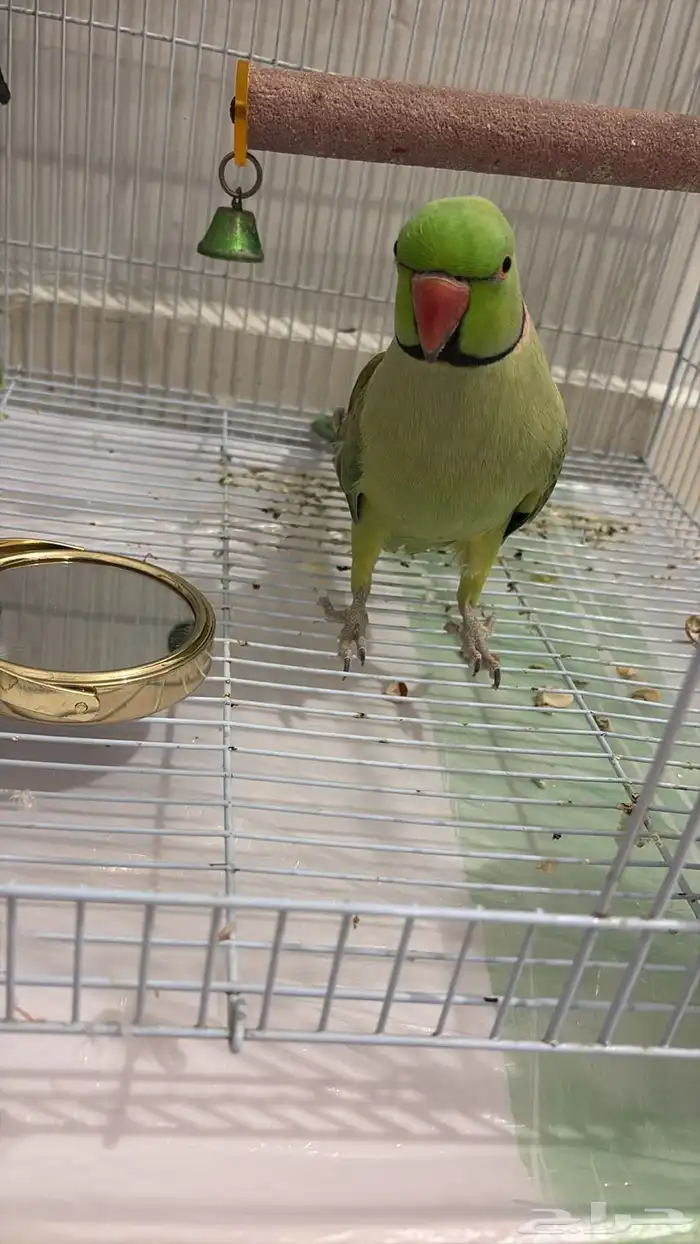 زوج درة البيع صحة ممتازه 100 منتحيين 2