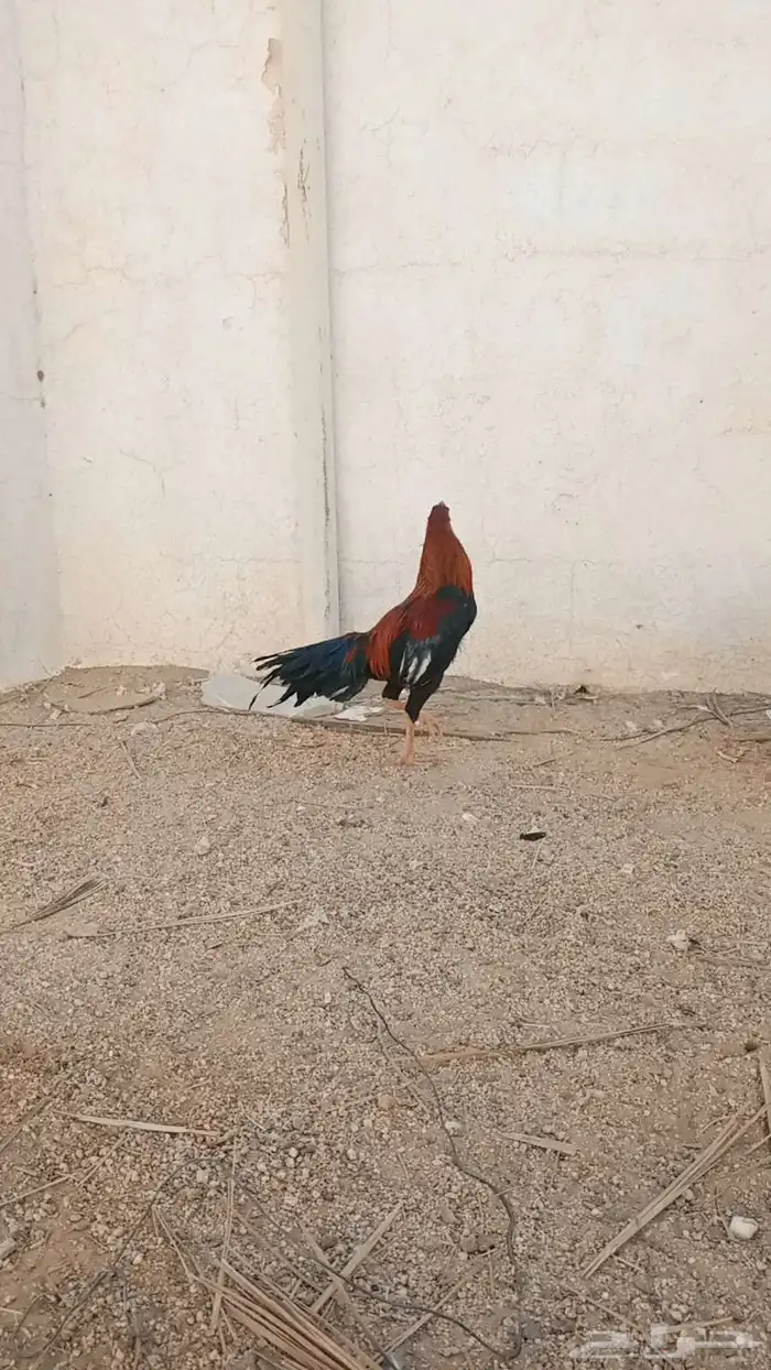 دجاج للبيع 6