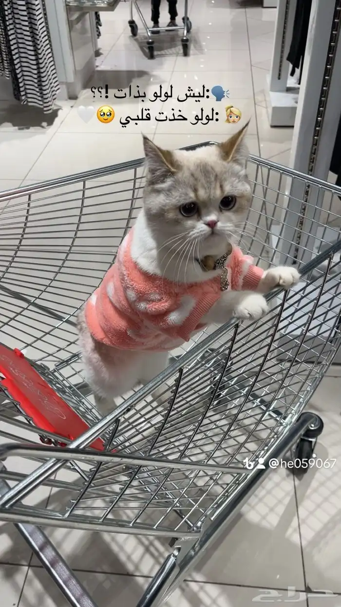 قط سكوتش ستريت مع دولابها الخاص 0