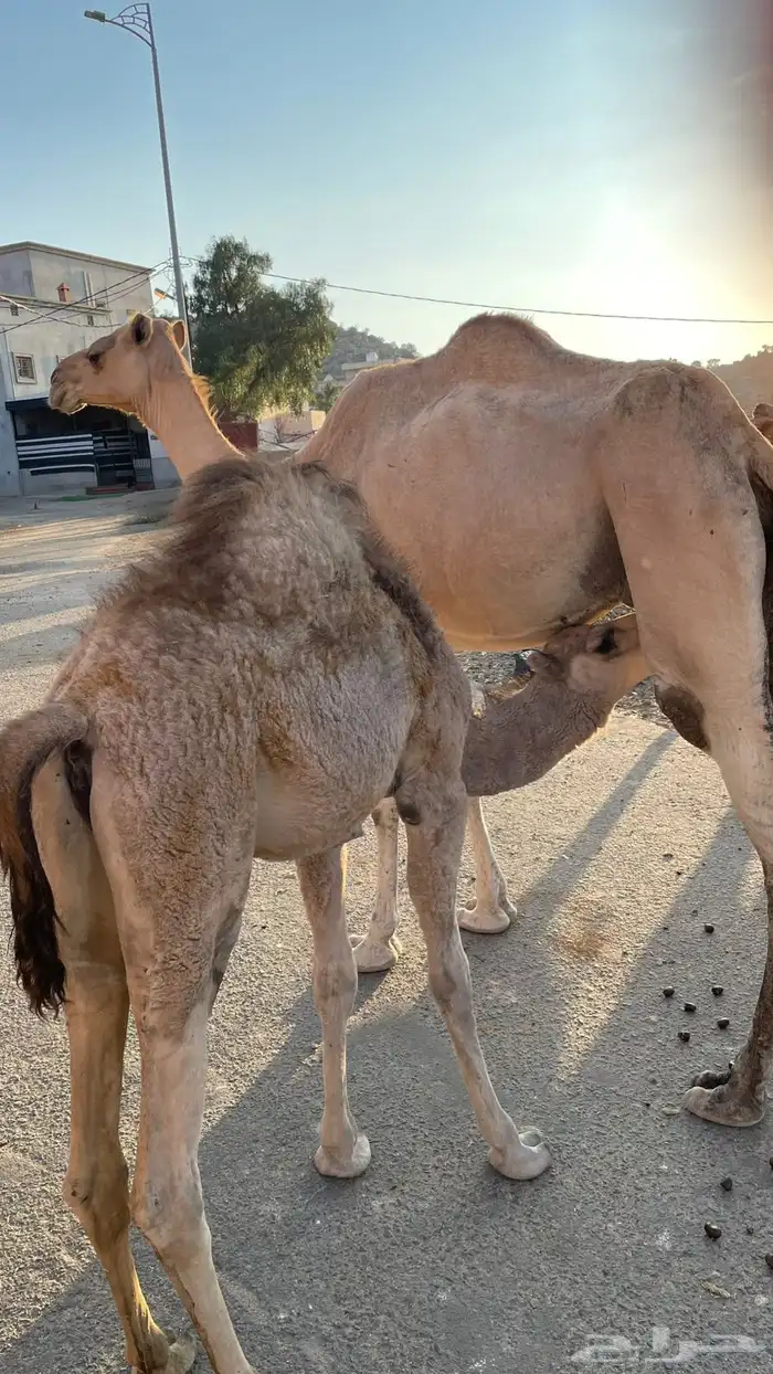 حاشي لباني شراكه 0