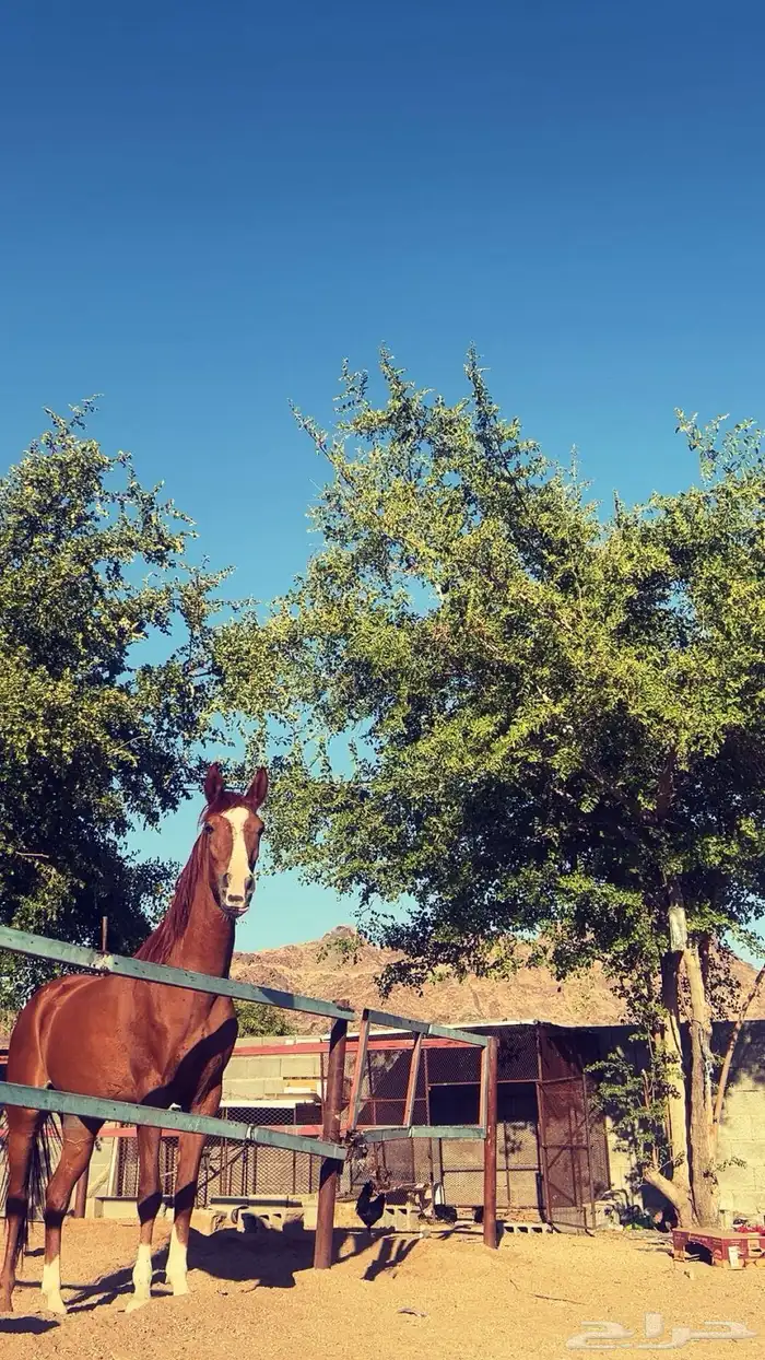 خيل فرس شعبي 0