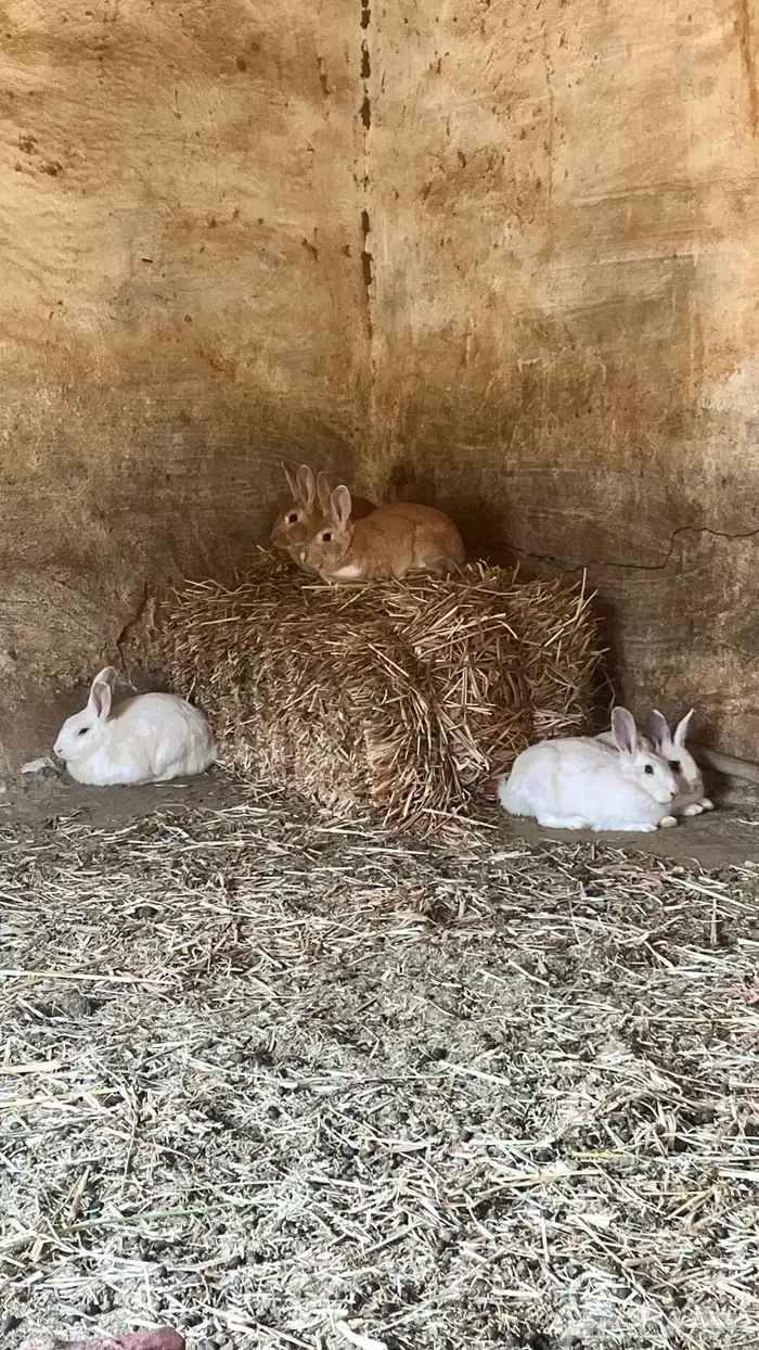 ارانب للبيع 4