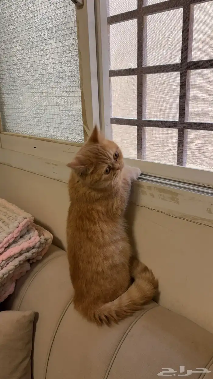 قط سكوتش للبيع 2