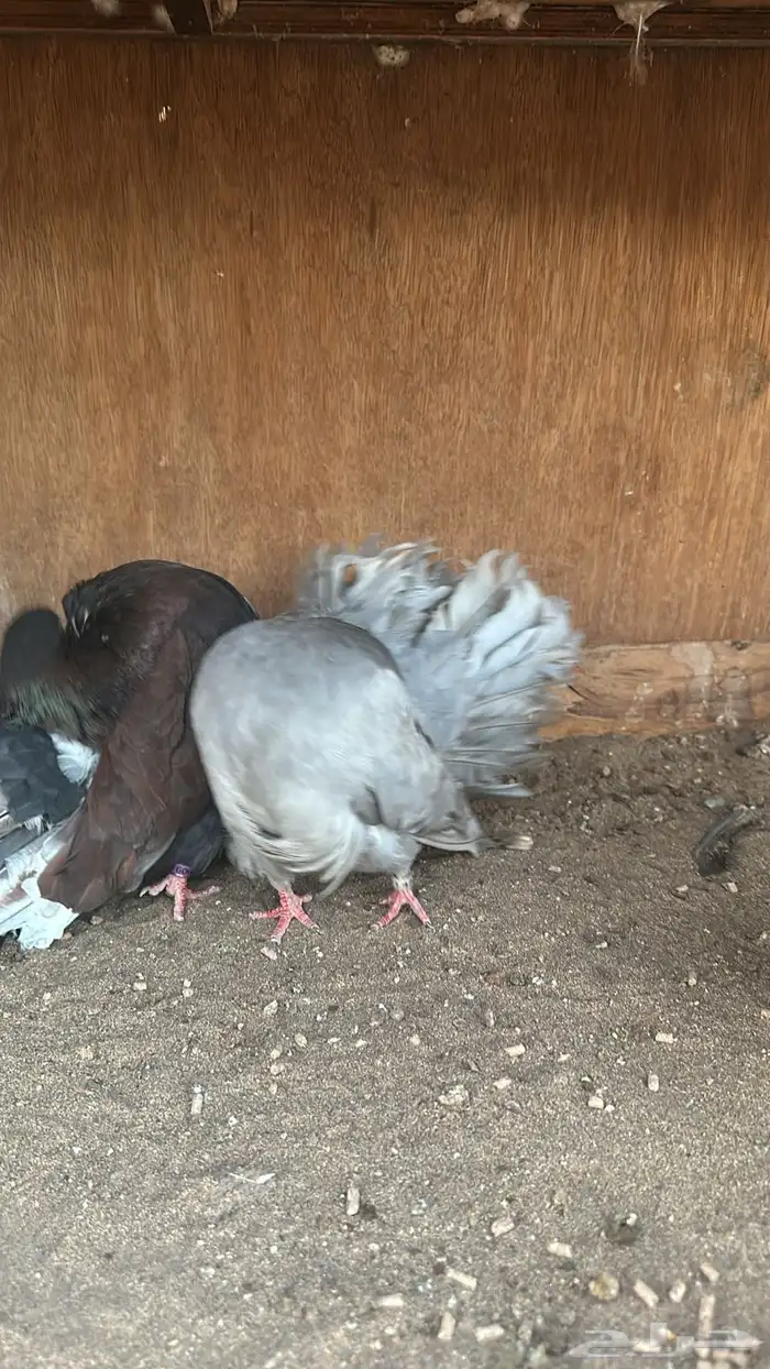 رقاص هولندي فناتيل 6