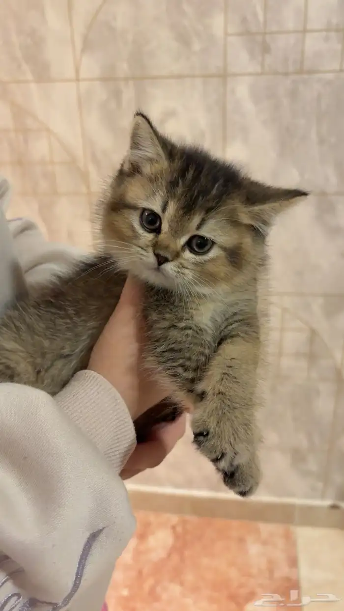 قطط للبيع سكوتش 0