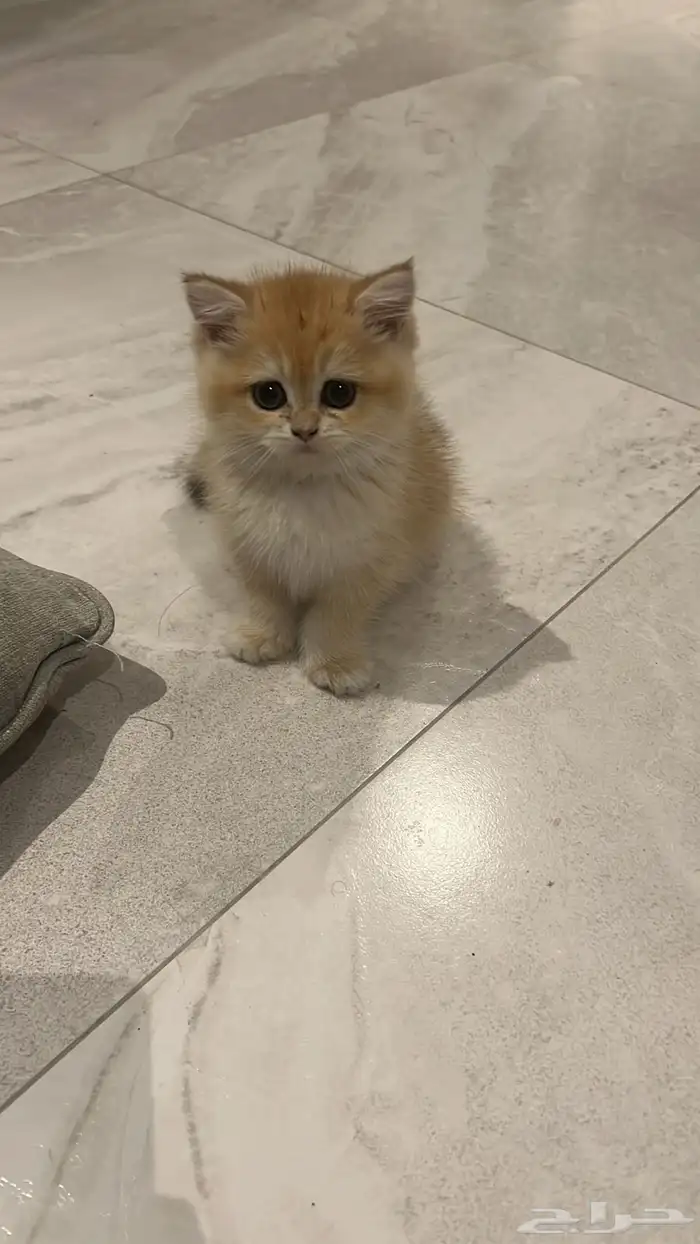 سكوتش قولد للبيع 3