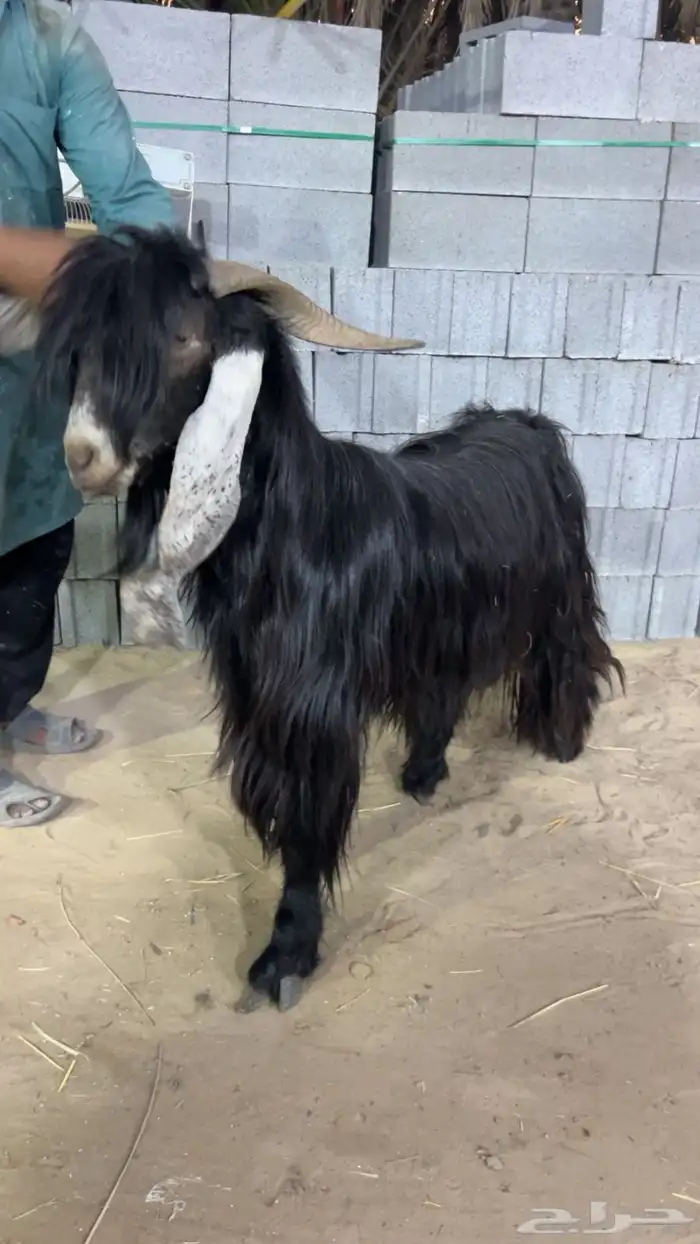 للبيع تيس عارضي 0