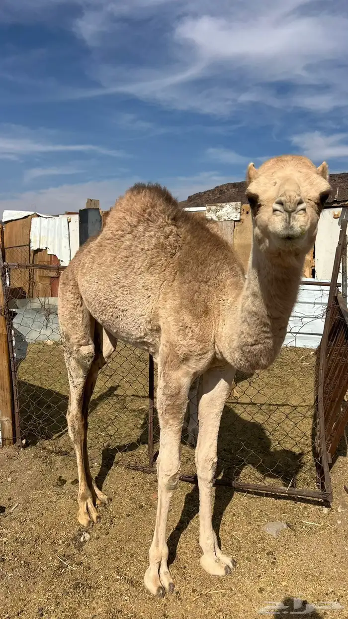 حاشي للبيع 0